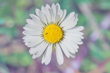 Captivating spring wallpaper featuring a stunning white and yellow daisy in full bloom.