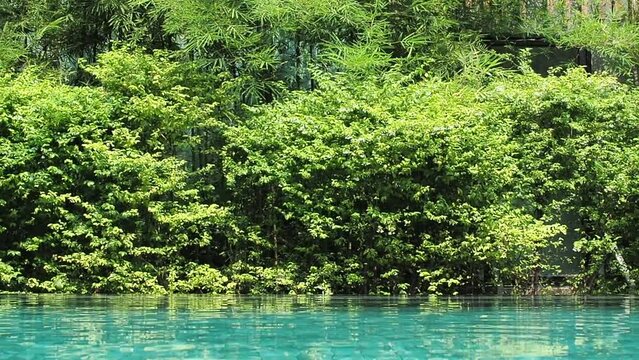 green leaf nature flower environment nature color background wallpaper empty blank swimming pool poolside hotel resort apartment condominium building happy vacation holiday tropical villa modern spa 