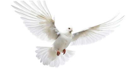 White pigeon isolated on transparent background, Generative ai. - obrazy, fototapety, plakaty