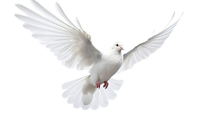 White pigeon isolated on transparent background, Generative ai.