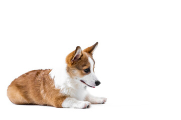 Small Pembroke Welsh Corgi puppy lies and looks to the side, biting his tongue. Isolated on white background. Happy little dog. Concept of care, animal life, health, show, dog breed