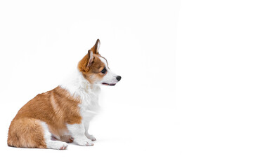 Small Pembroke Welsh Corgi puppy sits and looks to the side. Isolated on white background. Happy little dog. Concept of care, animal life, health, show, dog breed