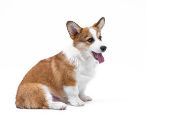 Small Pembroke Welsh Corgi puppy sits and makes a face with his tongue hanging out. Isolated on white background. Happy little dog. Concept of care, animal life, health, show, dog breed