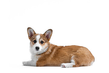 Small Pembroke Welsh Corgi puppy lies and looks at the camera, side view. Isolated on white background. Happy little dog. Concept of care, animal life, health, show, dog breed
