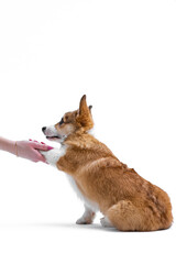 Side view of a small Pembroke Welsh Corgi puppy sitting and giving his paw to his owner. Isolated on white background. Happy little dog. Concept of care, animal life, health, show, dog breed