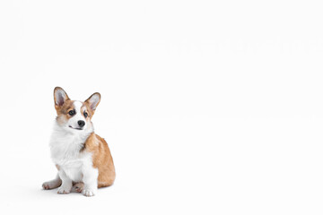Small Pembroke Welsh Corgi puppy sits and looks to the side. Isolated on white background. Happy little dog. Concept of care, animal life, health, show, dog breed