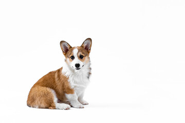 Side view of a small Pembroke Welsh Corgi puppy sitting and looking at the camera. Isolated on white background. Happy little dog. Concept of care, animal life, health, show, dog breed