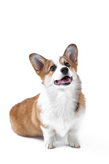 Small Pembroke Welsh Corgi puppy sits and looks up. Isolated on white background. Happy little dog. Concept of care, animal life, health, show, dog breed