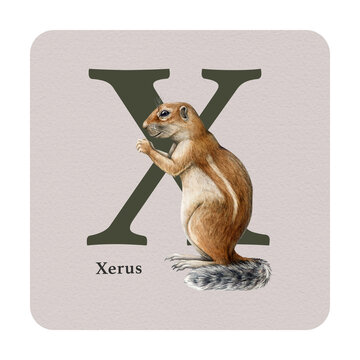 Letter X with xerus decor on the square card. Watercolor illustration. Forest animal nature ABC alphabet study element. Wildlife nature alphabet letter X decorated with xerus. White background