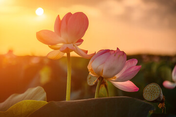 Sunrise in the field of lotuses, Pink lotus Nelumbo nucifera sways in the wind. Against the background of their green leaves. Lotus field on the lake in natural environment. - obrazy, fototapety, plakaty