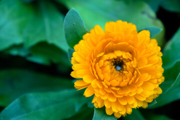 orange Chrysanthemums, Asteraceae or Compositae (commonly referred to as the aster, daisy, composite or sunflower family) is a very large and widespread family of flowering plants (Angiospermae). 