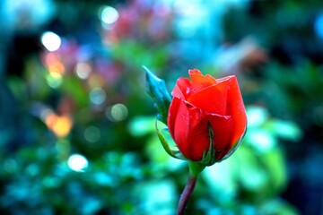 Beautiful red rose in the garden with bokeh background.