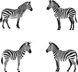 Zebra black silhouette of isolated on white background