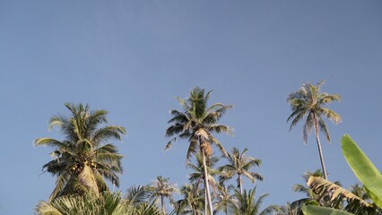 coconut trees with sunlight and a bright sky.