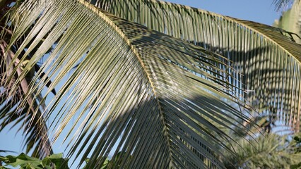 coconut trees with sunlight and a bright sky.