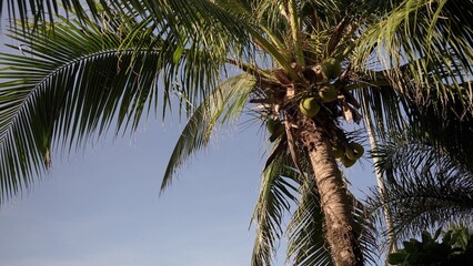 coconut trees with sunlight and a bright sky.