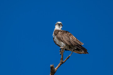Osprey perched on top of a tree branch with a clean blue background sky