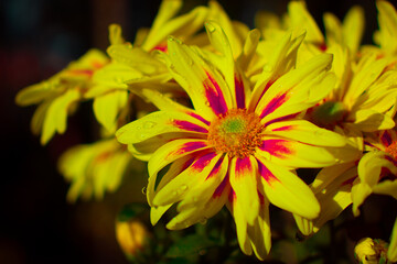 Yellow chrysanthemum flowers in the garden, 