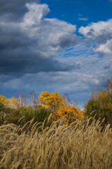A cloudy autumn day in the forest. Yellow grass, trees and blue clouds.