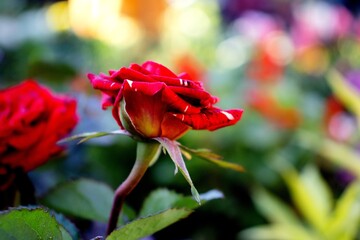 Beautiful red rose blooming in the garden. Shallow depth of field