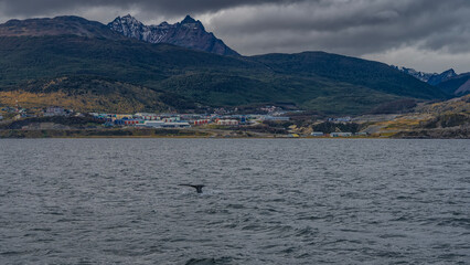 The beautiful landscape of Patagonia. Snowy mountains on a cloudy sky background. The city houses of Ushuaia at the foot. The tail of a diving whale in the Beagle Channel is visible in the foreground