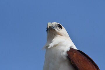 The white head and chest of a sea eagle, with the tops of his brown wings are seen from below. The curve of his beak is clearly visible. Behind is a blue sky.