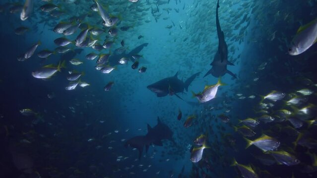 Fishes and sharks in the depths of the exotic sea, Tropical sea creatures Seascape 4K Slow motion
