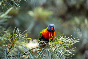Fototapeta premium rainbow lorikeet parrot