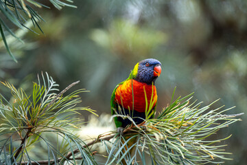 rainbow lorikeet parrot