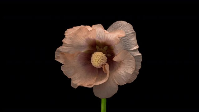 Large beautiful pink-red, Malva moschata, musk mallow blooming. Mother's day, Holiday, Love, birthday, Easter. Demonstrating the color of 2024 Peach fuzz