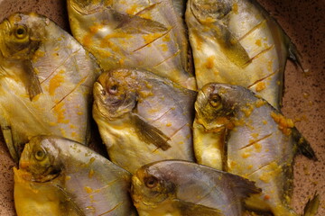 White pomfret or silver pomfret is a species of butterfish that lives in the western Indo-Pacific. Pampus argenteus. bawal putih.