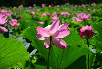 Lotuses in close-up. The Far East.