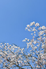 青空に映えるシダレザクラ