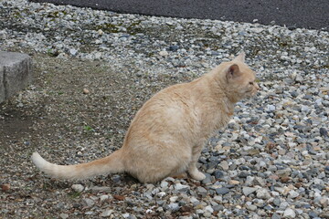 野良猫