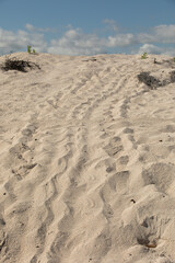 Galapagos green sea turtle, (Chelonia mydas agassizi), tracks of nesting female. Las Bachas Santa Cruz Island Galapagos Islands, Ecuador.
