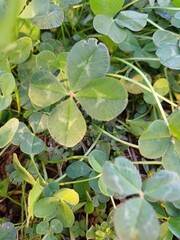 세잎클로버와 네잎클로버