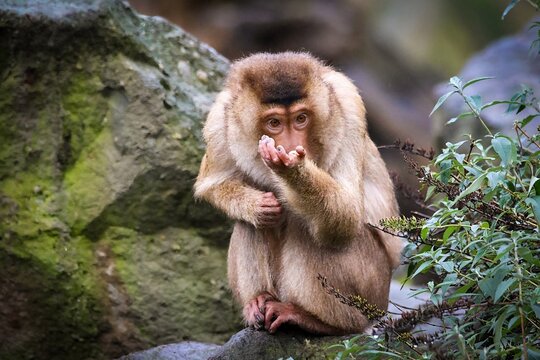 Gefühlvolle Foto Aufnahme eines Schwein Affen