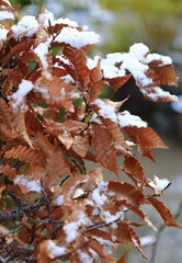 雪が積もった山毛欅の葉