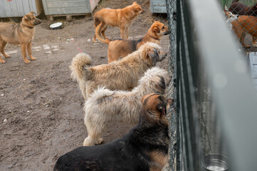 Homeless dogs in the shelter. Dogs waiting for adoption in animal shelter