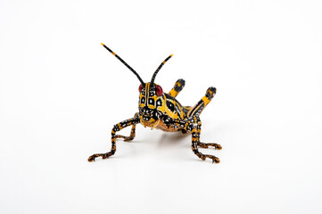 Harlekinschrecke // Painted Grasshopper, Variegated Grasshopper (Zonocerus variegatus) - Nymphe
