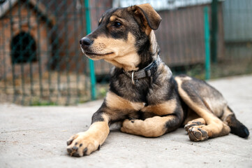 Homeless dog in the shelter. Dog waiting for adoption in animal shelter.