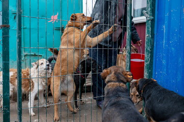 Homeless dogs in the shelter. Dogs waiting for adoption in animal shelter