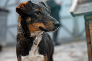 Homeless dog in the shelter. Dog waiting for adoption in animal shelter.