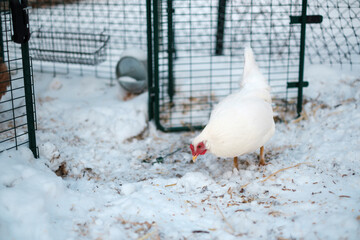 A white chicken on a snowy winter day