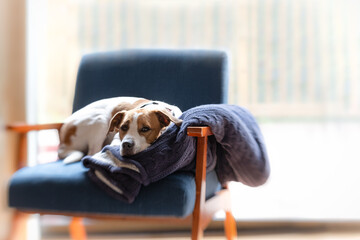 Dog laying on blanket on blue chair in bright living room.