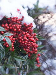 Glowing lights of a Christmas tree in a dark room.