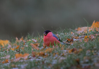 Bullfinch in the autumn leaves on a frosty day.