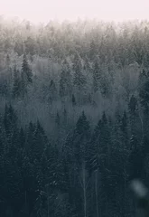 Poster Foggy winter landscape with coniferous forest. © Cavan