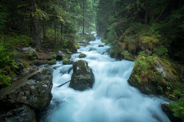Obraz premium Virgin Creek and the surrounding lush overgrowth in Alaska