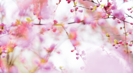 Abstract background with pink blossoming flowers in springtime in the garden. Pink haze of petals.